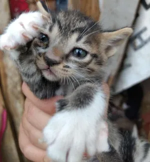 Gato raça Vira-lata idade 2 a 6 meses nome Malhada