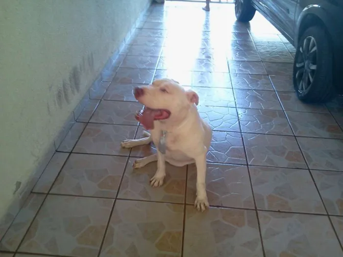 Cachorro ra a Pit-Bull idade 5 anos nome maylon