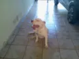 maylon