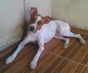 Cachorro raça Vira lata idade 1 ano nome Max