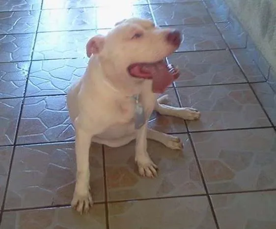 Cachorro ra a Pit-Bull idade 5 anos nome maylon