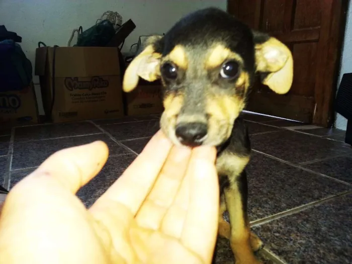 Cachorro ra a raça indefinida idade Abaixo de 2 meses nome Buchecha