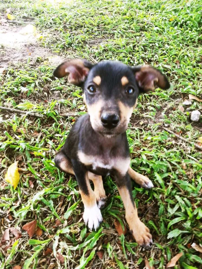 Cachorro ra a indefinida idade Abaixo de 2 meses nome Ed murphi