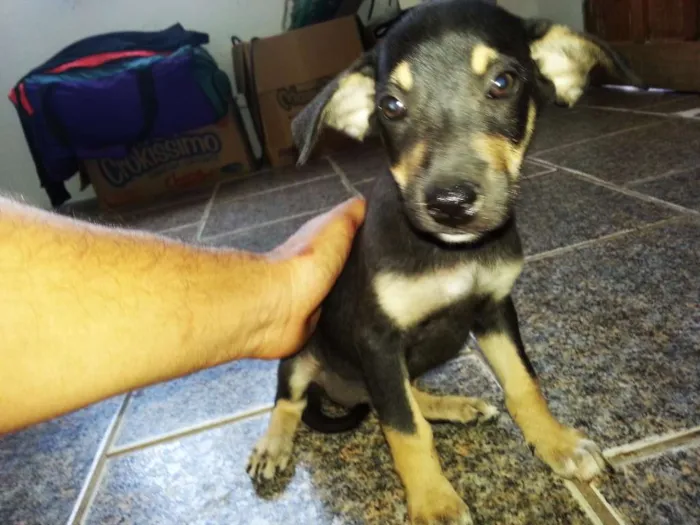 Cachorro ra a indefinida idade Abaixo de 2 meses nome Lua