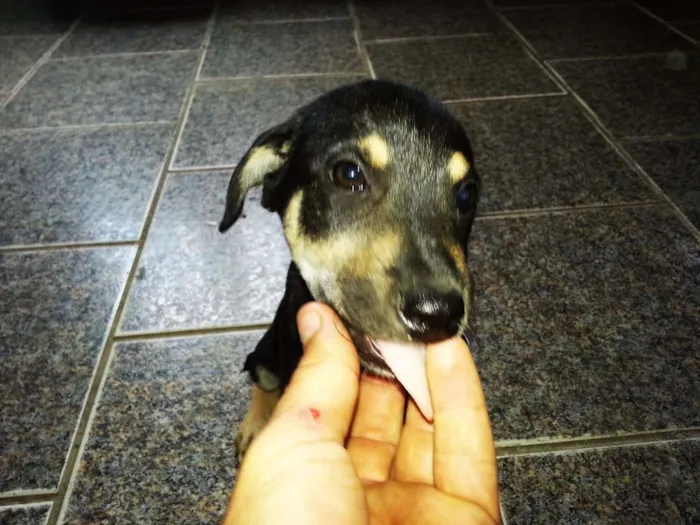 Cachorro ra a indefinida idade Abaixo de 2 meses nome Prima