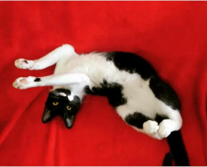 Gato ra a vira lata  idade 7 a 11 meses nome Bender e Mustache 