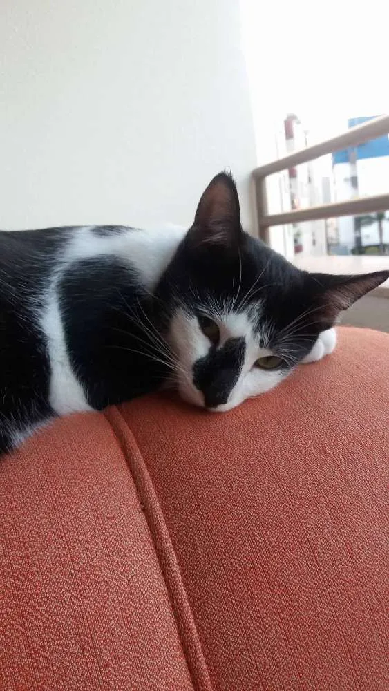 Gato ra a vira lata  idade 7 a 11 meses nome Bender e Mustache 