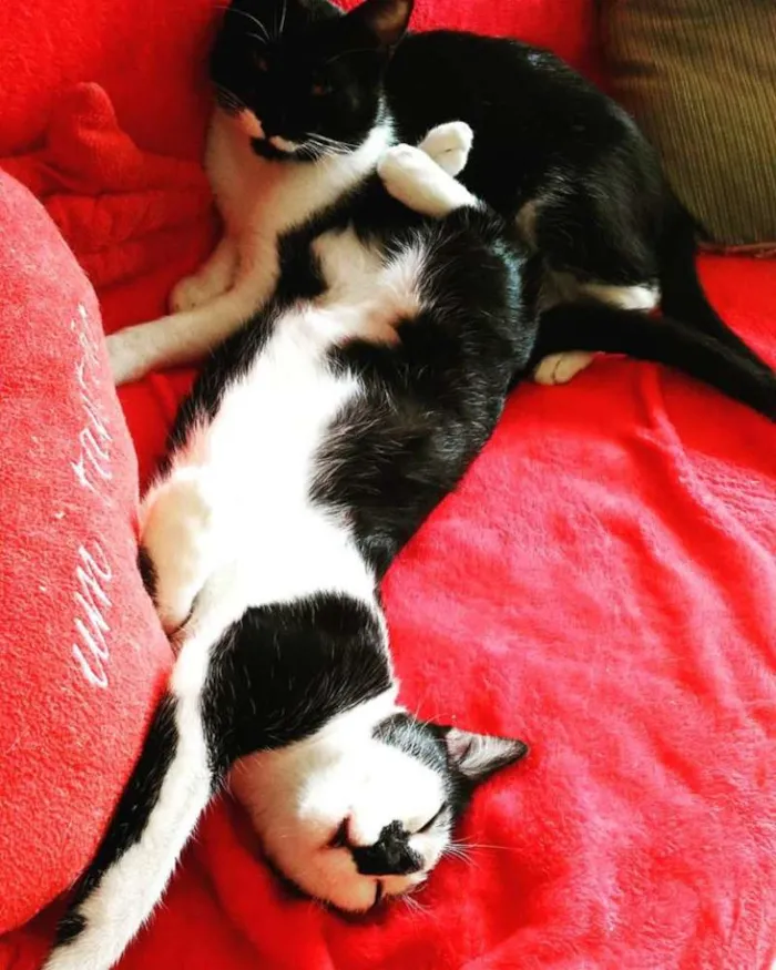 Gato ra a vira lata  idade 7 a 11 meses nome Bender e Mustache 