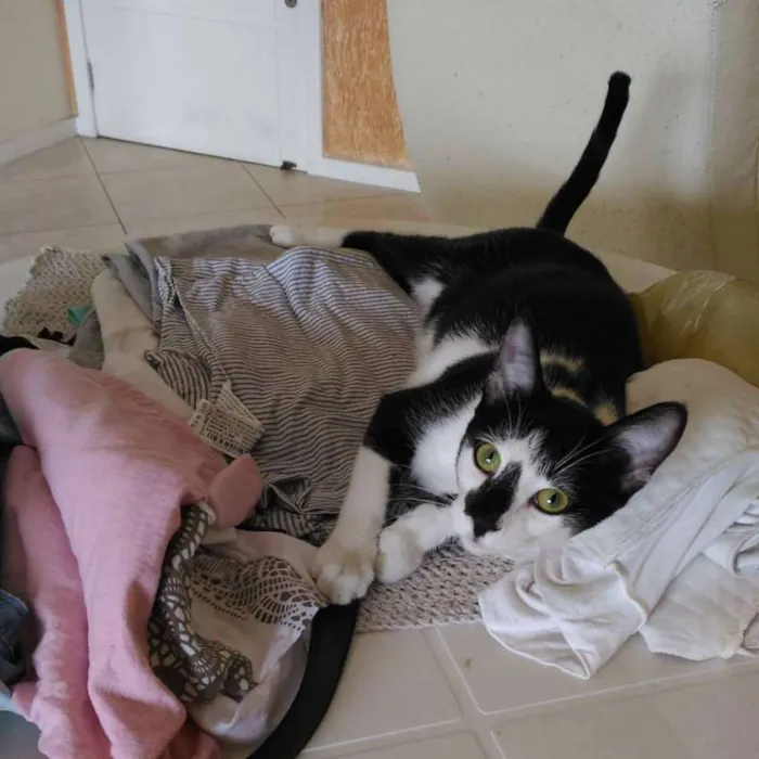 Gato ra a vira lata  idade 7 a 11 meses nome Bender e Mustache 