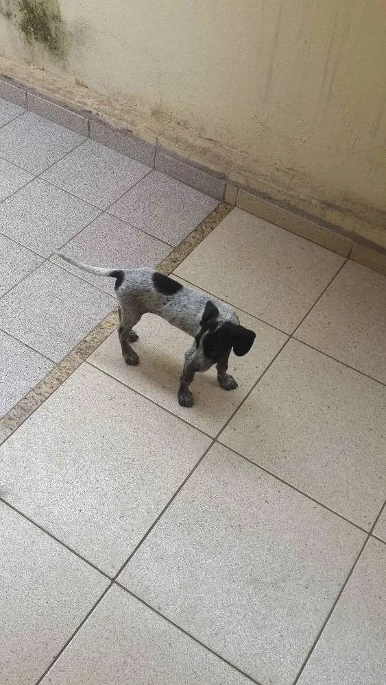 Cachorro ra a Vira lata idade 2 a 6 meses nome Sem nome