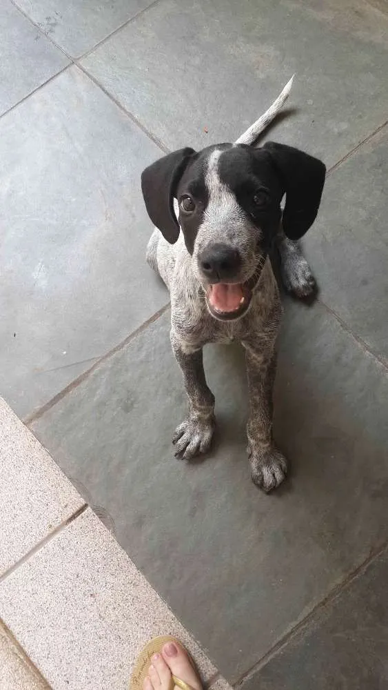 Cachorro ra a Vira lata idade 2 a 6 meses nome Sem nome