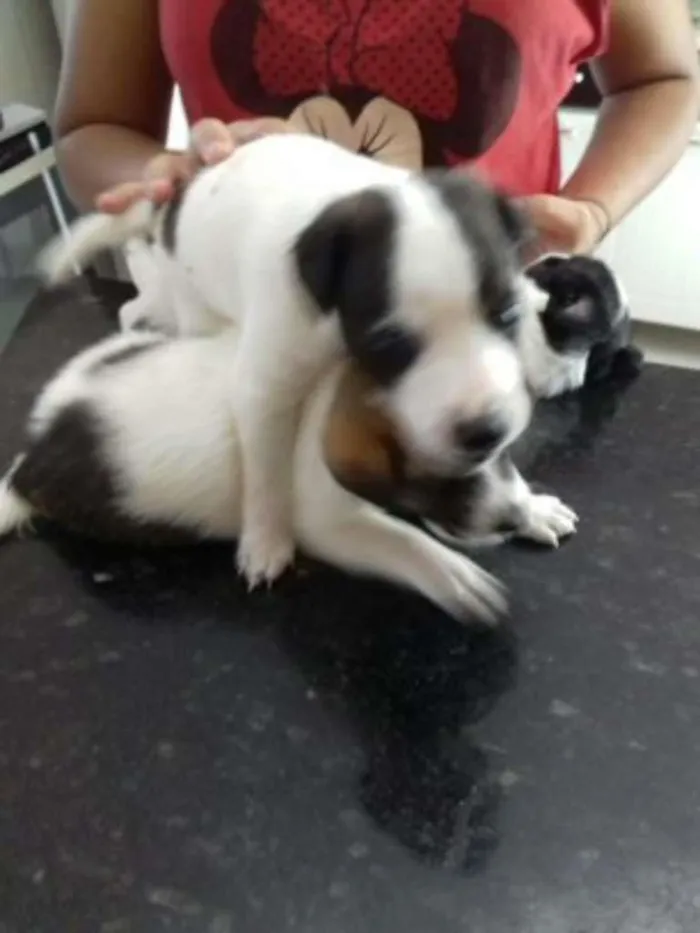 Cachorro raça vira lata idade Abaixo de 2 meses nome chiquinho