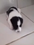 pandinha