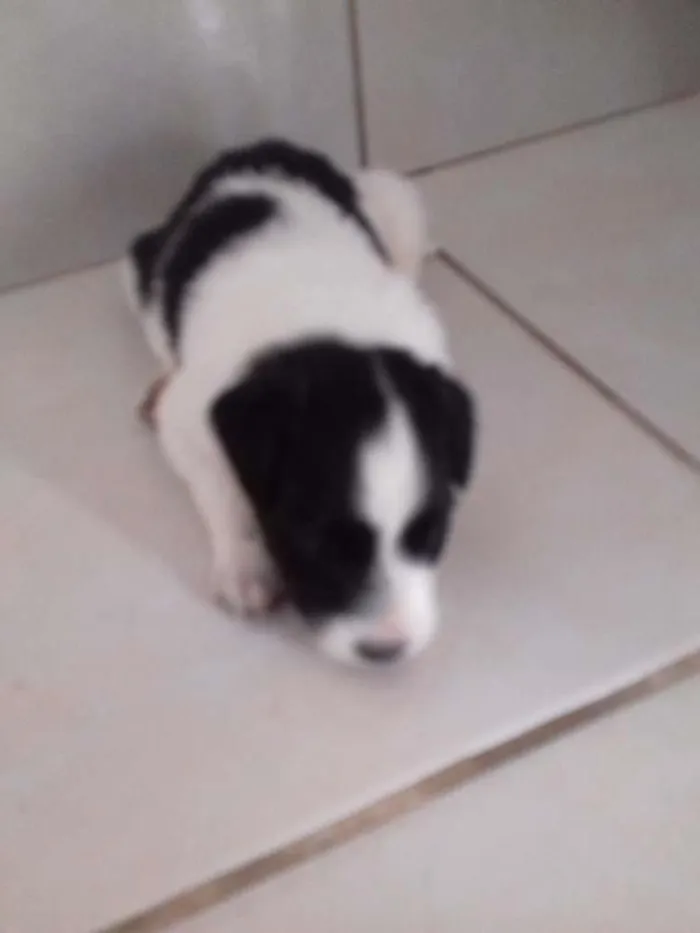 Cachorro raça vira lata idade Abaixo de 2 meses nome pandinha