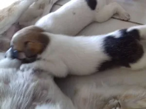 Cachorro raça Zé  idade Abaixo de 2 meses nome Zé 