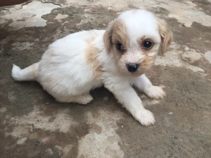Cachorro raça  idade Abaixo de 2 meses nome A Definir