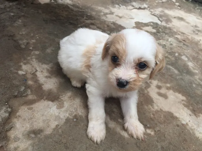 Cachorro raça  idade Abaixo de 2 meses nome A Definir