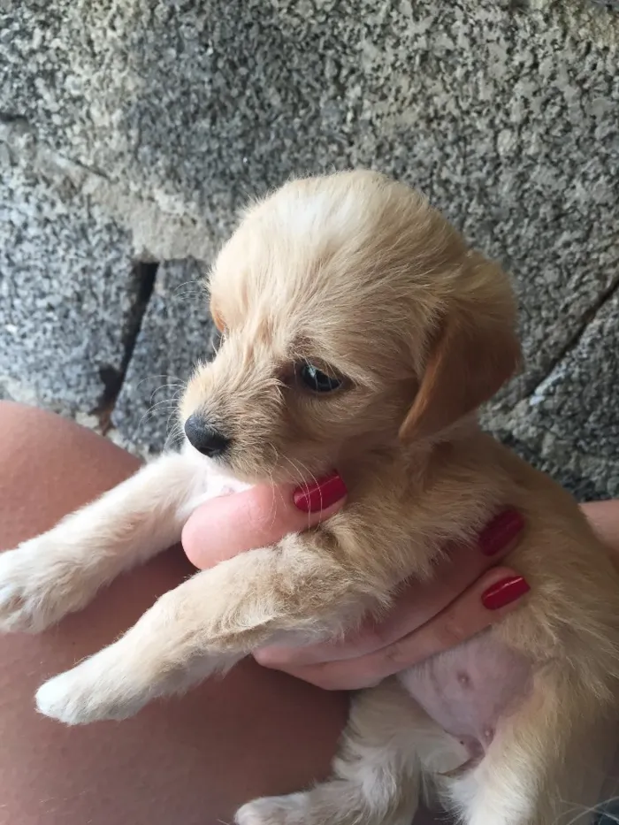 Cachorro raça  idade Abaixo de 2 meses nome A Definir