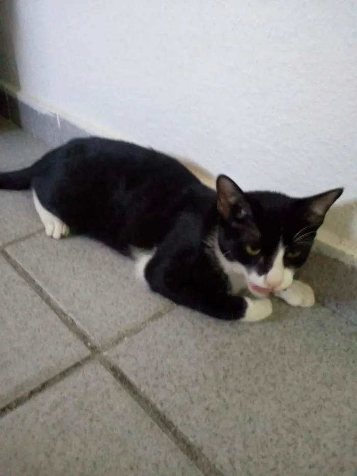 Gato ra a Ddr idade 7 a 11 meses nome Estrelinha