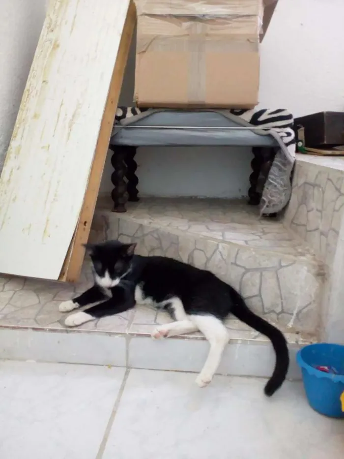 Gato ra a Ddr idade 7 a 11 meses nome Estrelinha
