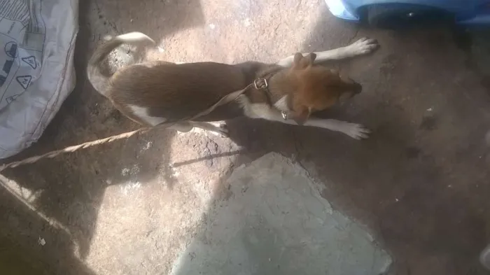 Cachorro raça viralata idade 1 ano nome safira