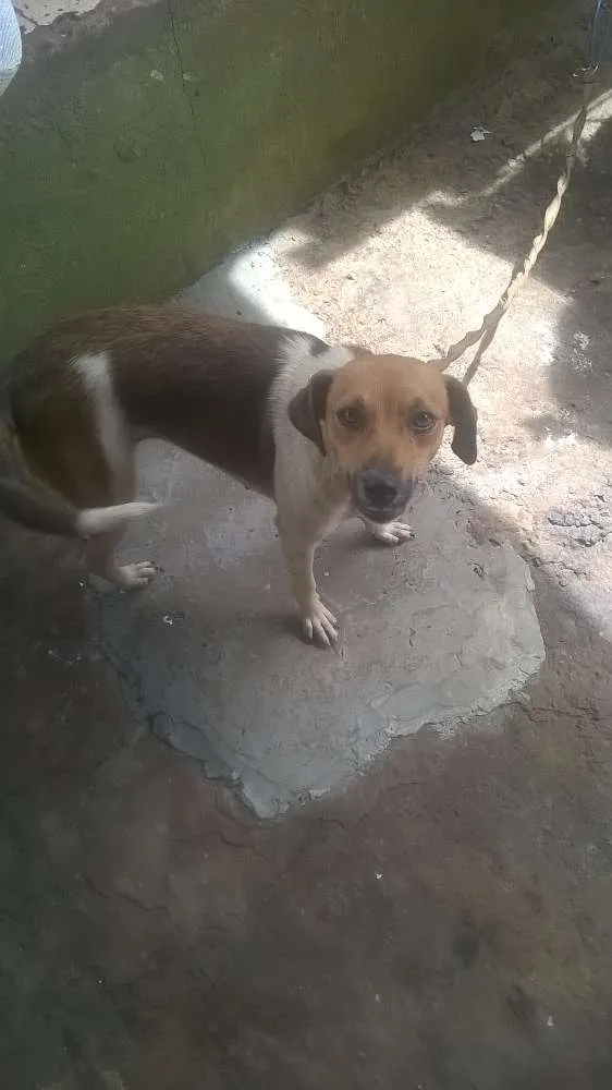 Cachorro raça viralata idade 1 ano nome safira