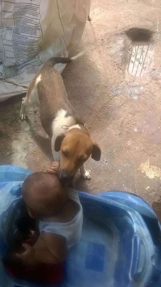 Cachorro raça viralata idade 1 ano nome safira