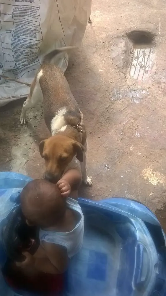Cachorro raça viralata idade 1 ano nome safira