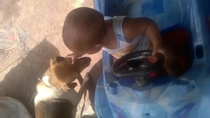 Cachorro raça viralata idade 1 ano nome safira