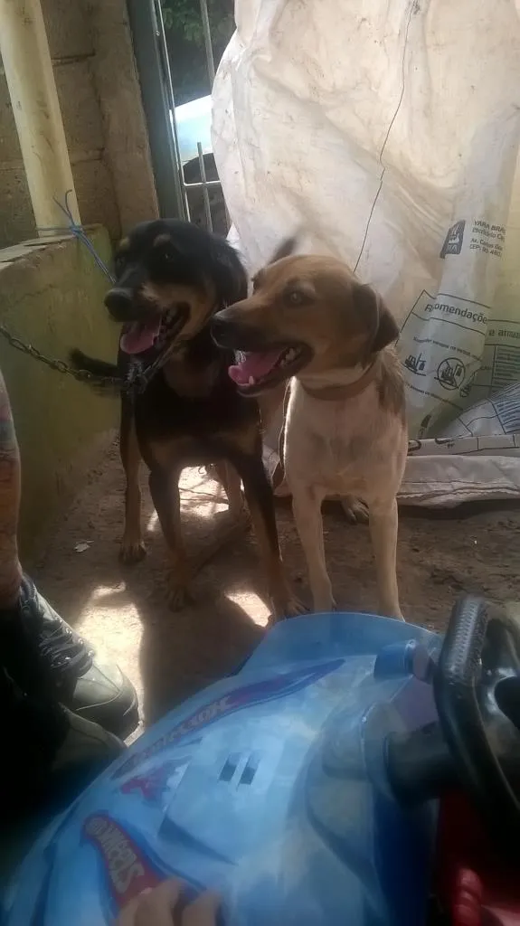 Cachorro raça viralata idade 1 ano nome safira