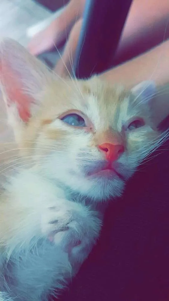 Gato raça  idade Abaixo de 2 meses nome Max
