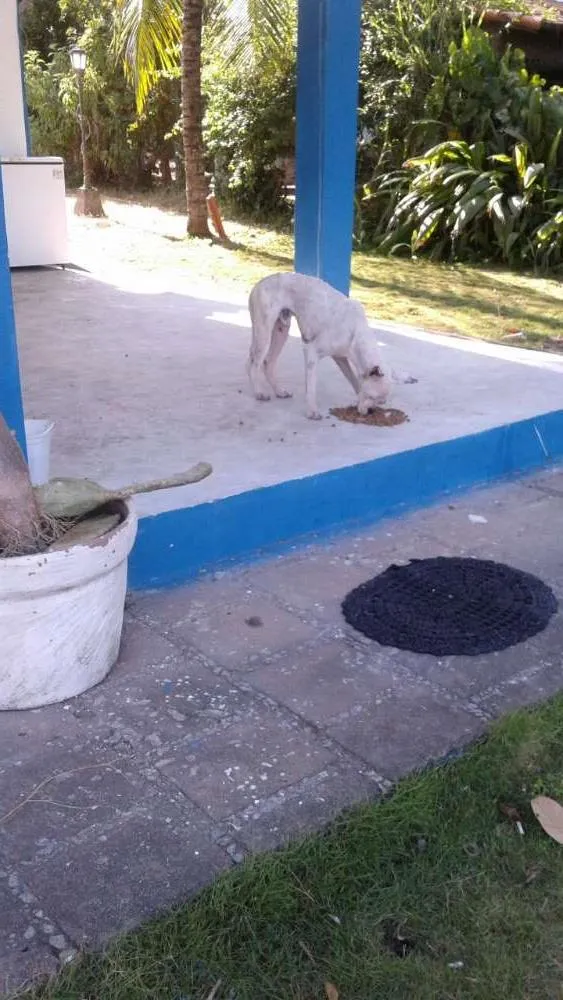 Cachorro ra a Boxer idade 7 a 11 meses nome Sete
