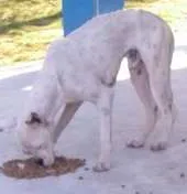 Cachorro ra a Boxer idade 7 a 11 meses nome Sete