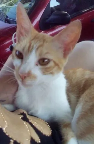 Gato raça  idade 2 a 6 meses nome Tito