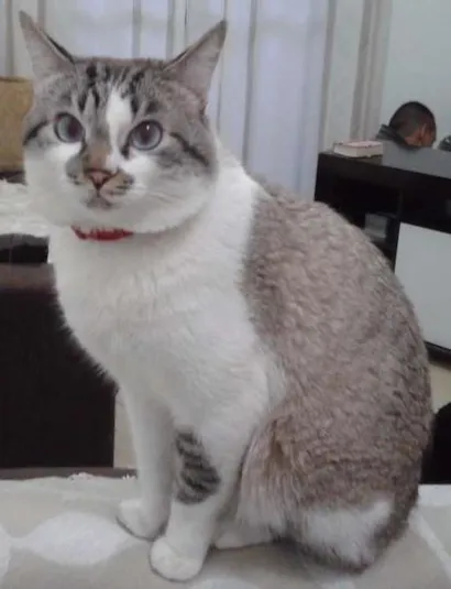 Gato raça VIRA LATA idade 4 anos nome PANQUECA