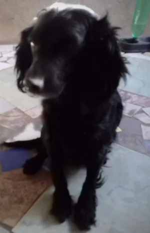 Cachorro raça Cocker Spaniel Poodle  idade 5 anos nome Luna