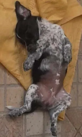 Cachorro ra a vira lata idade 2 a 6 meses nome Linda 