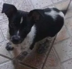 Cachorro ra a vira lata idade 2 a 6 meses nome Linda 