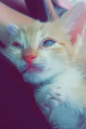 Gato raça  idade Abaixo de 2 meses nome Max