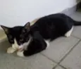 Estrelinha