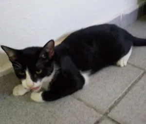 Gato raça Ddr idade 7 a 11 meses nome Estrelinha