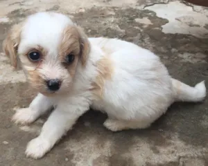 Cachorro raça  idade Abaixo de 2 meses nome A Definir