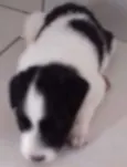 pandinha