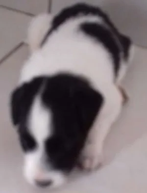 Cachorro raça vira lata idade Abaixo de 2 meses nome pandinha