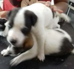 Cachorro raça vira lata idade Abaixo de 2 meses nome chiquinho