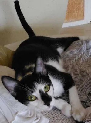 Gato raça vira lata  idade 7 a 11 meses nome Bender e Mustache 