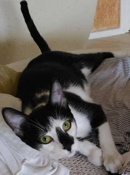 Gato ra a vira lata  idade 7 a 11 meses nome Bender e Mustache 