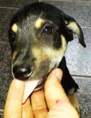 Cachorro raça indefinida idade Abaixo de 2 meses nome Prima