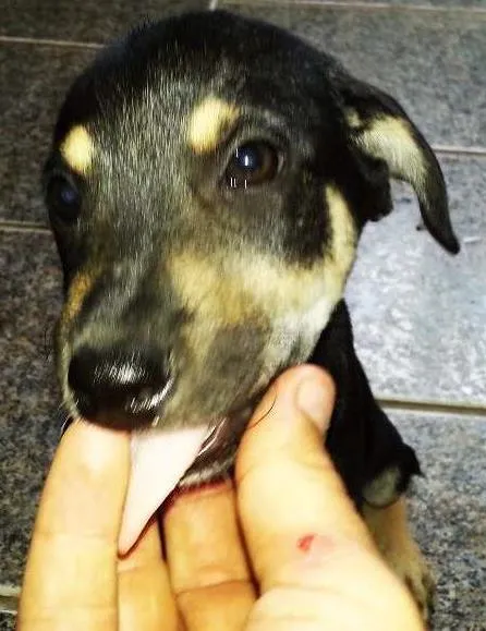 Cachorro ra a indefinida idade Abaixo de 2 meses nome Prima