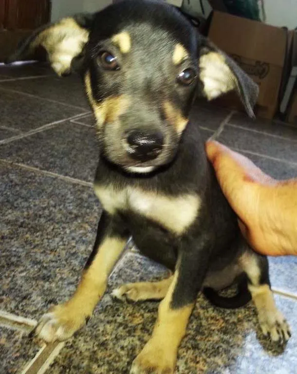 Cachorro ra a indefinida idade Abaixo de 2 meses nome Lua